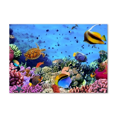 Print on acrylic Coral reef