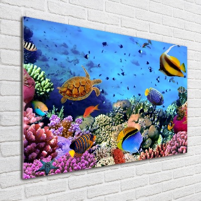 Print on acrylic Coral reef