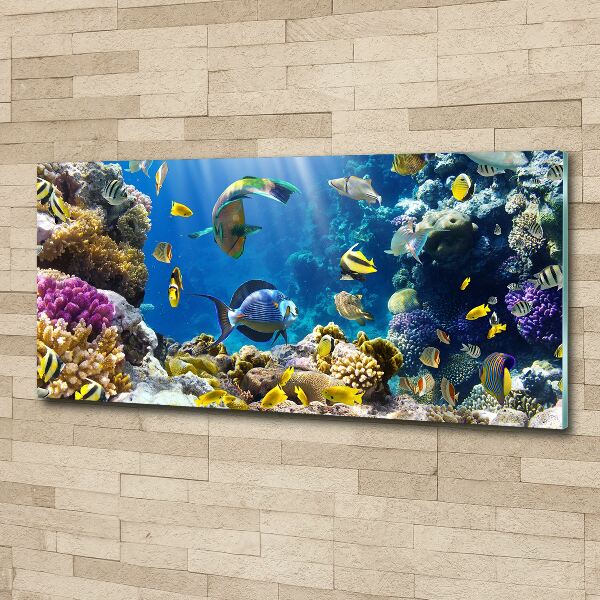 Print on acrylic Coral reef