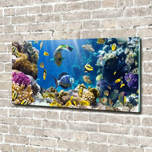 Print on acrylic Coral reef