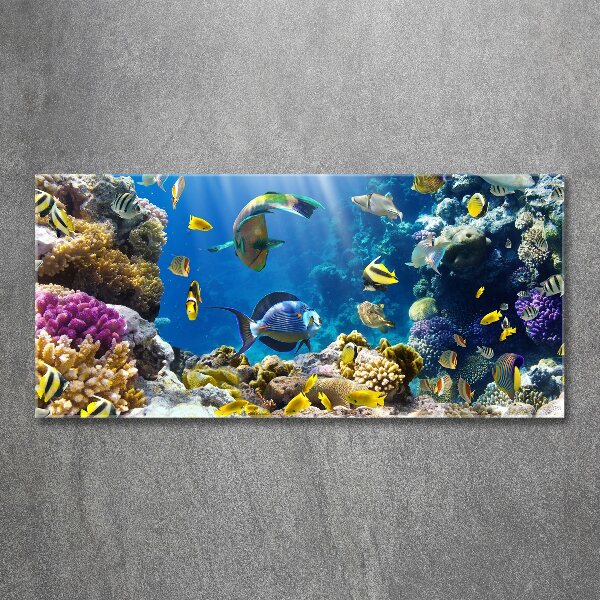 Print on acrylic Coral reef