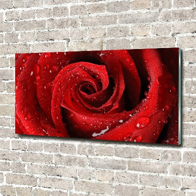 Print on acrylic Rose drops