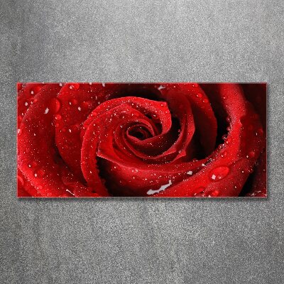 Print on acrylic Rose drops