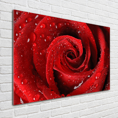 Print on acrylic Rose drops