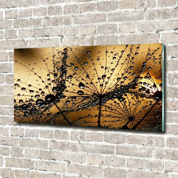 Print on acrylic Dandelion seeds