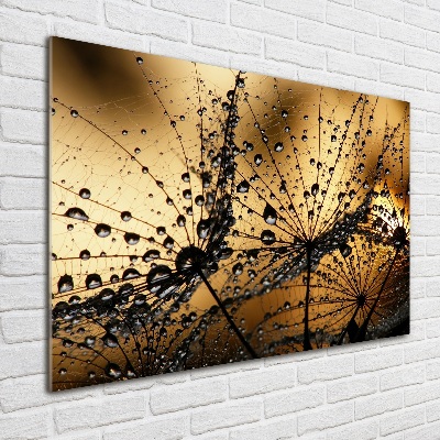 Print on acrylic Dandelion seeds