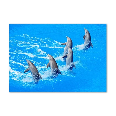 Print on acrylic Dolphins