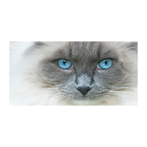 Wall art acrylic Cat blue eyes