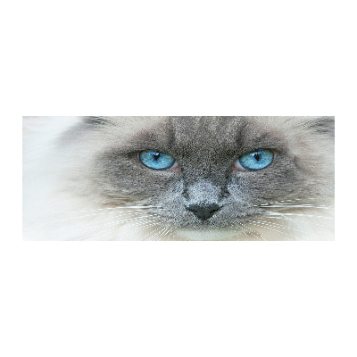 Wall art acrylic Cat blue eyes