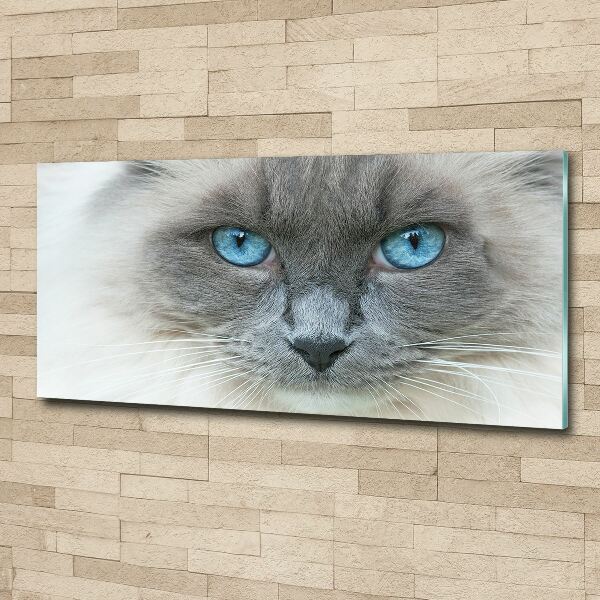 Wall art acrylic Cat blue eyes