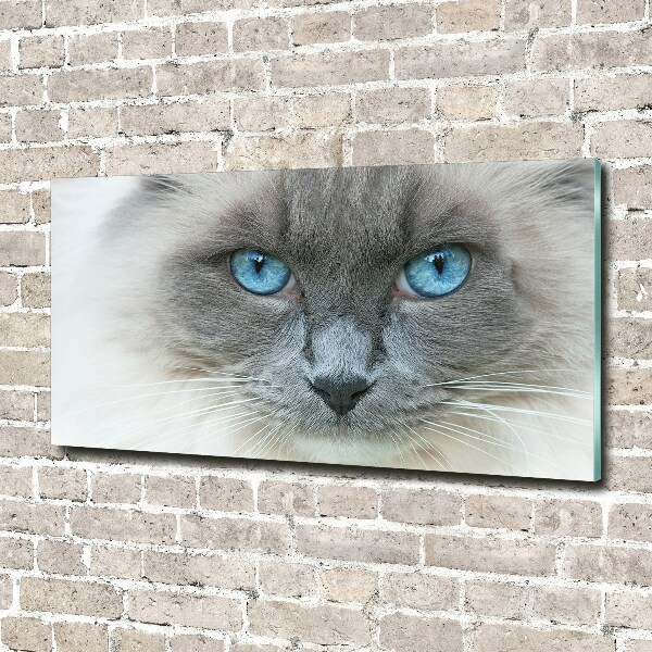 Wall art acrylic Cat blue eyes