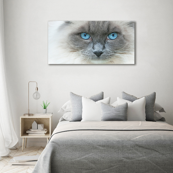 Wall art acrylic Cat blue eyes