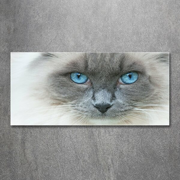 Wall art acrylic Cat blue eyes