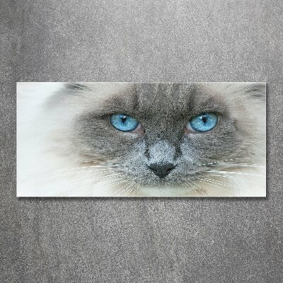 Wall art acrylic Cat blue eyes