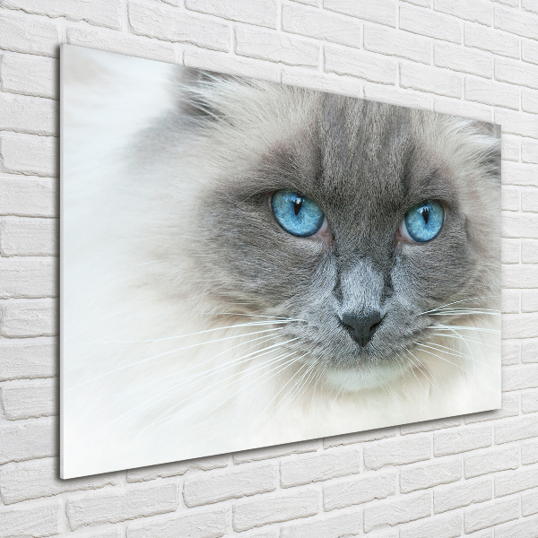 Wall art acrylic Cat blue eyes