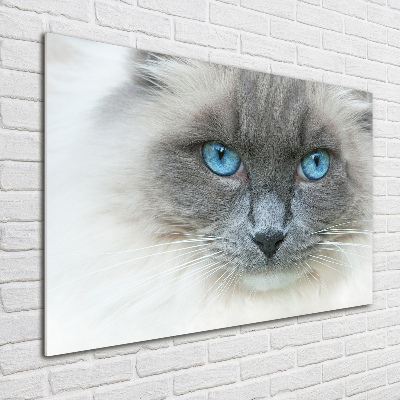 Wall art acrylic Cat blue eyes