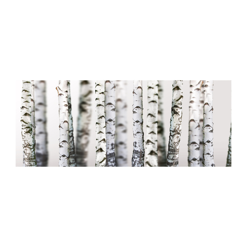 Acrylic print Birch trunks