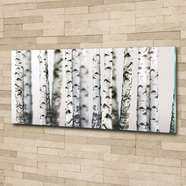 Acrylic print Birch trunks