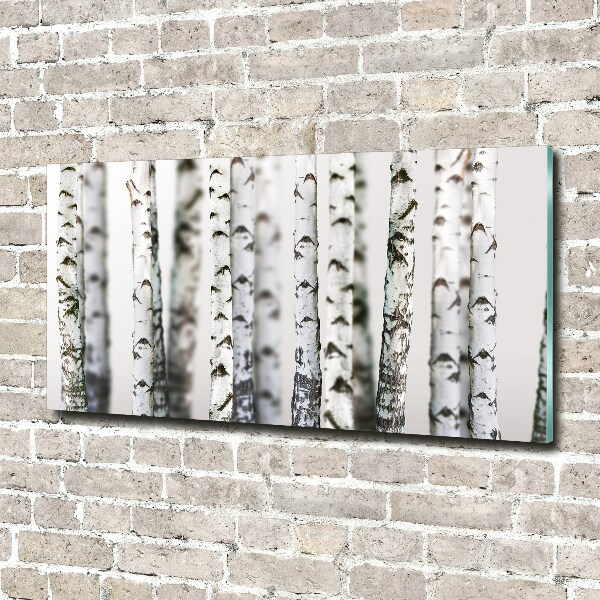 Acrylic print Birch trunks