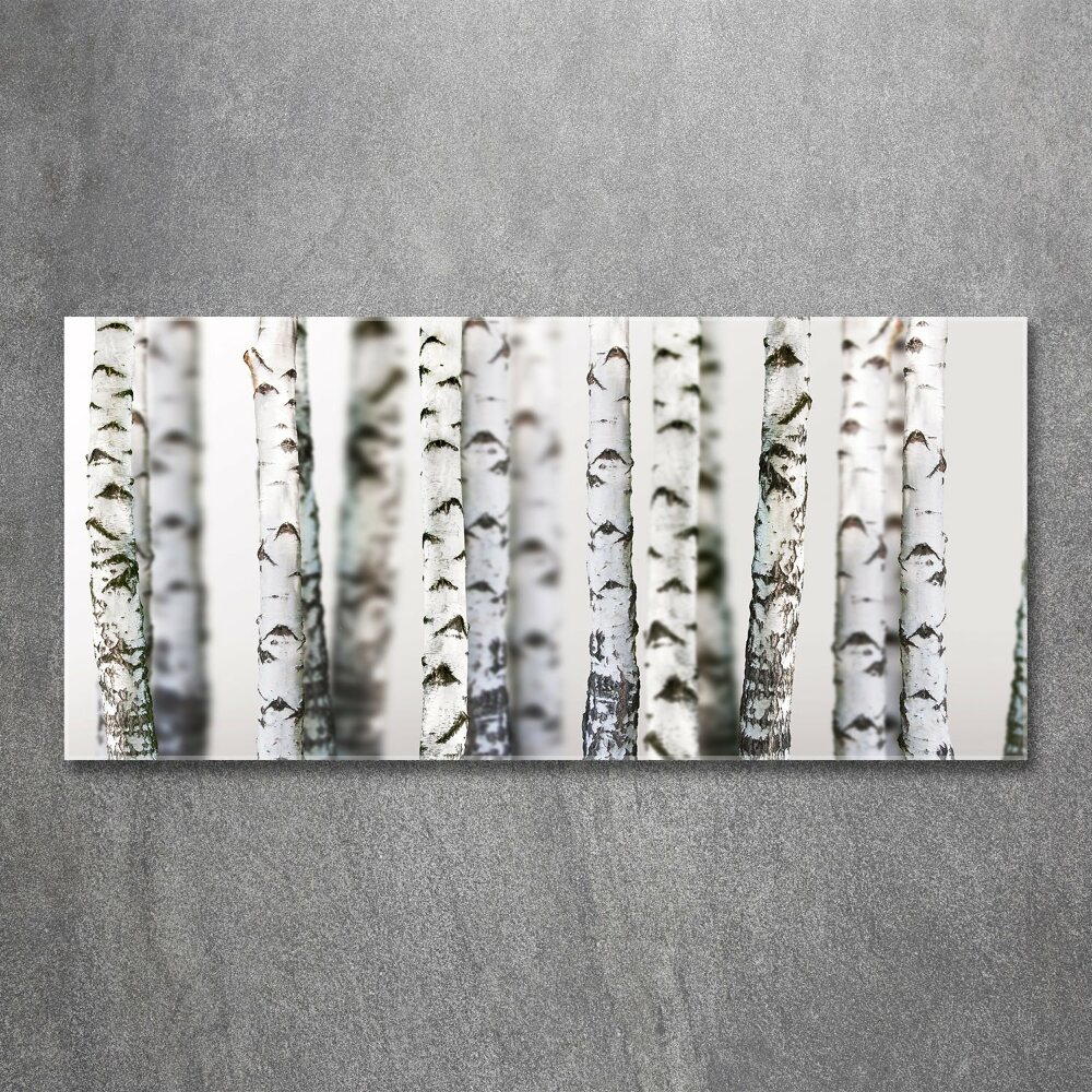 Acrylic print Birch trunks