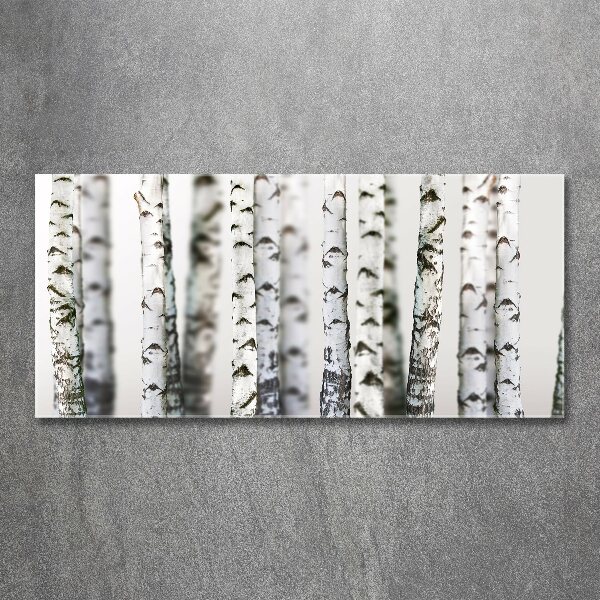 Acrylic print Birch trunks