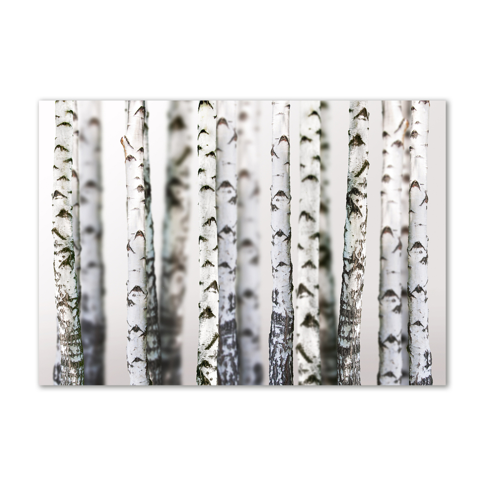 Acrylic print Birch trunks