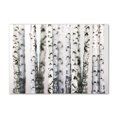 Acrylic print Birch trunks