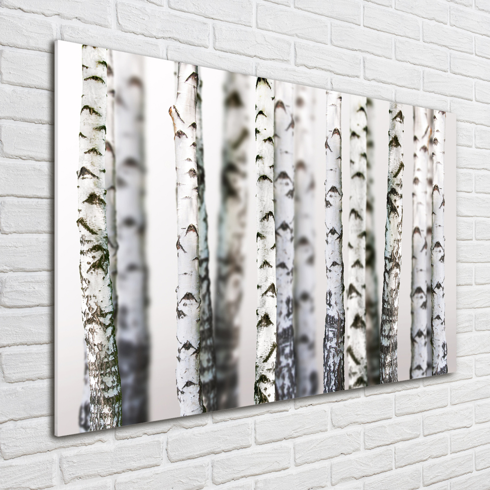 Acrylic print Birch trunks