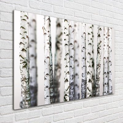 Acrylic print Birch trunks