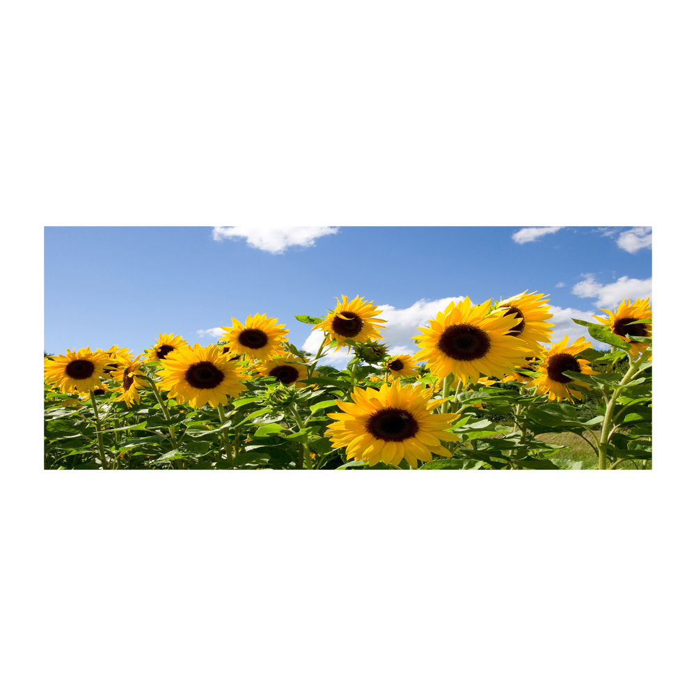 Acrylic print Sunflowers