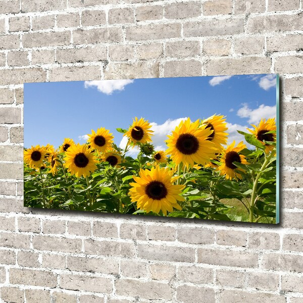 Acrylic print Sunflowers