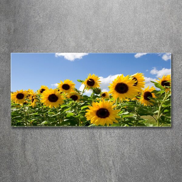 Acrylic print Sunflowers