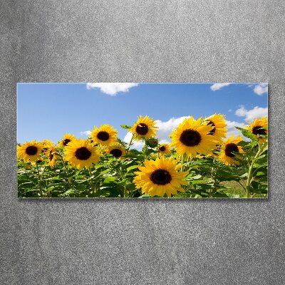 Acrylic print Sunflowers