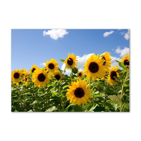 Acrylic print Sunflowers