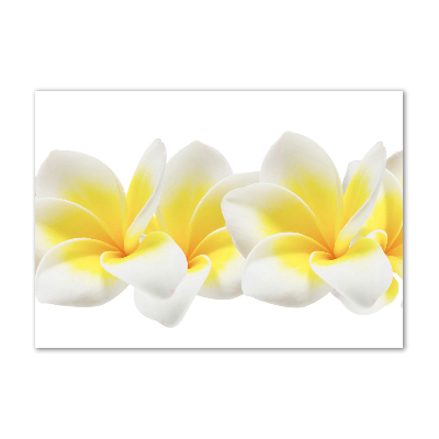 Print on acrylic Plumeria