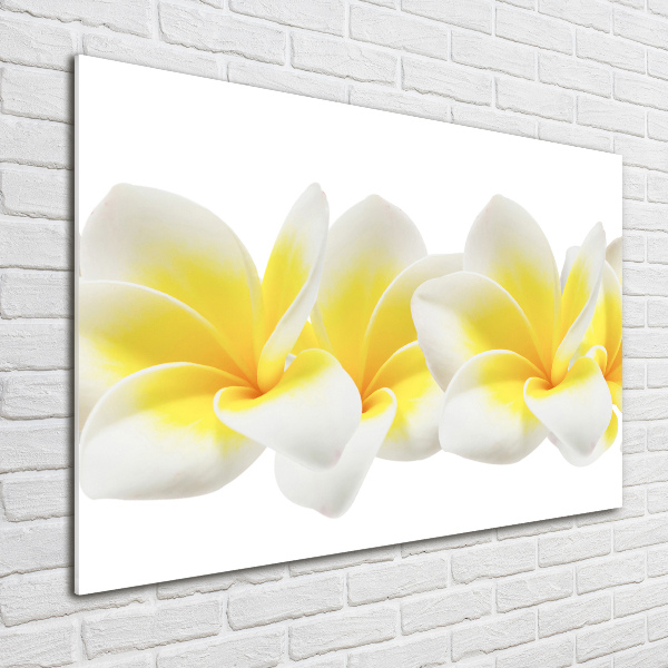 Print on acrylic Plumeria