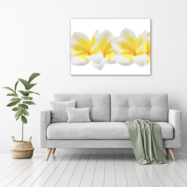 Print on acrylic Plumeria