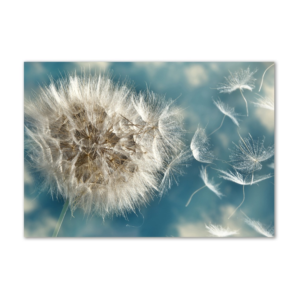 Print on acrylic dandelions