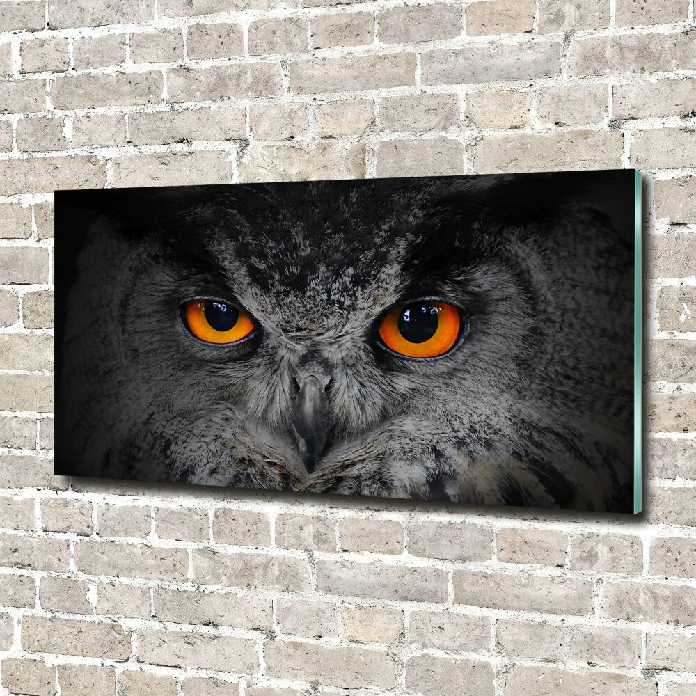 Acrylic wall art Owl devilish eyes