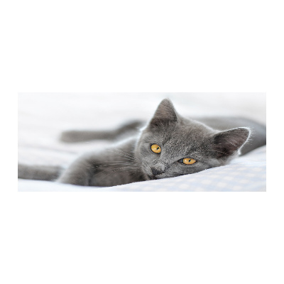 Acrylic wall art Gray cat