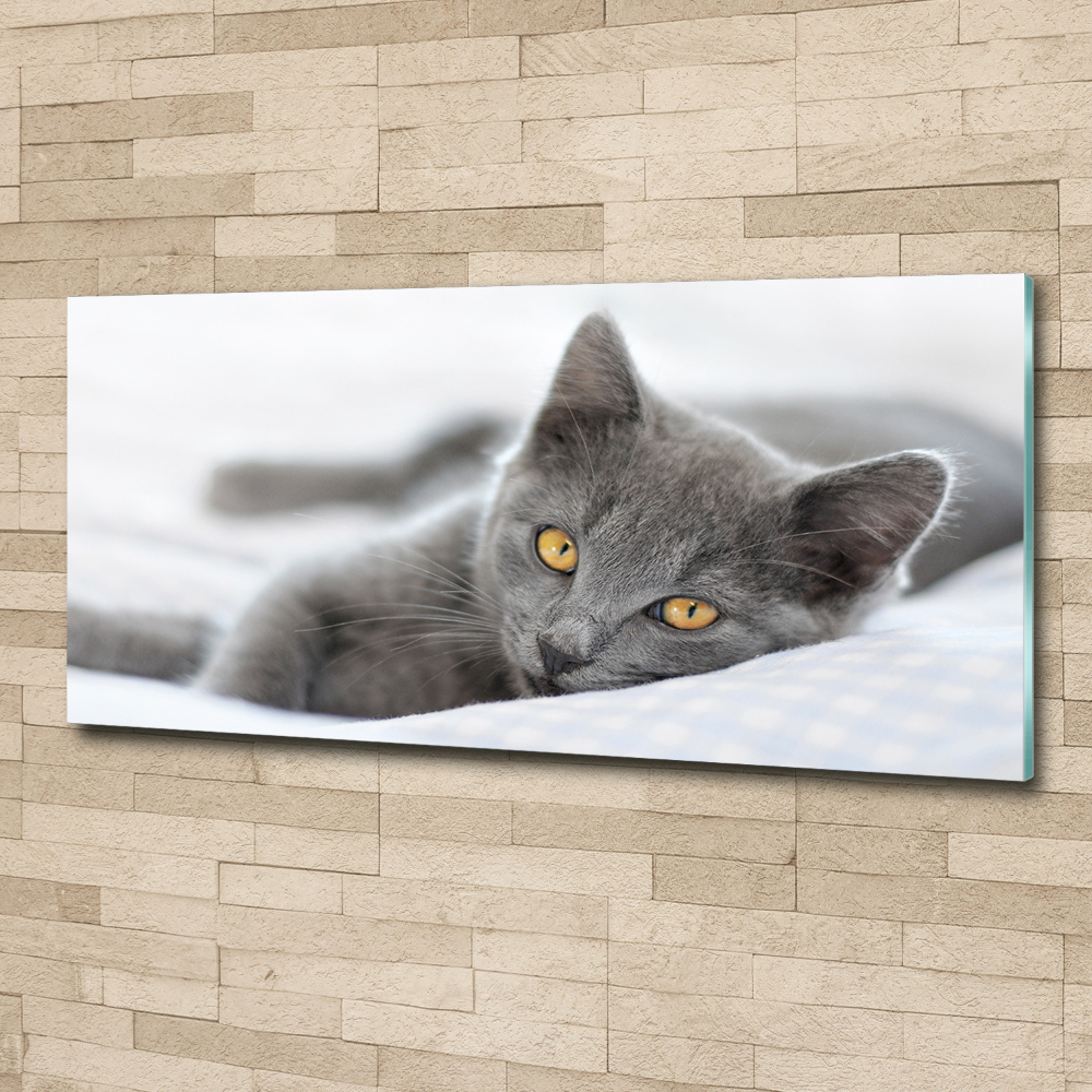 Acrylic wall art Gray cat