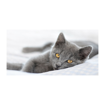 Acrylic wall art Gray cat