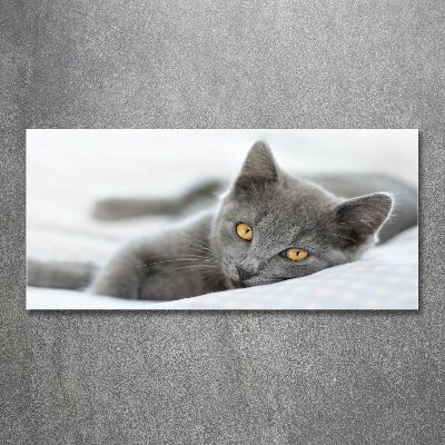 Acrylic wall art Gray cat