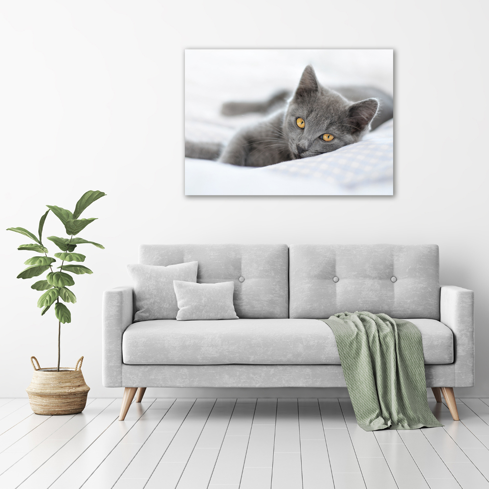 Acrylic wall art Gray cat