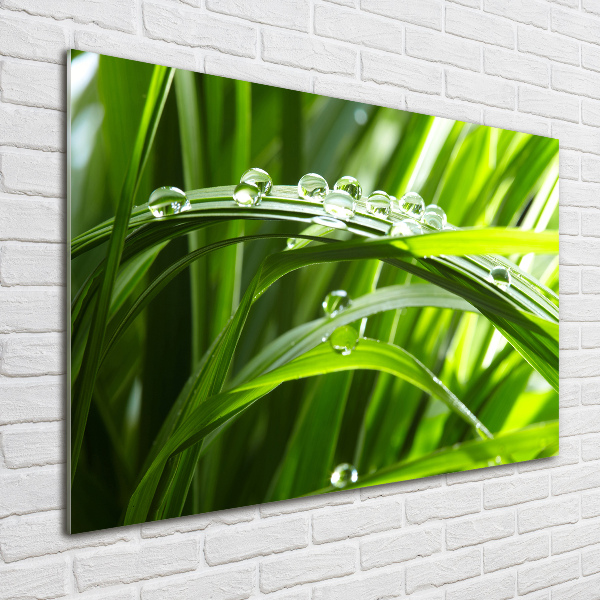 Print on acrylic Drops on the grass