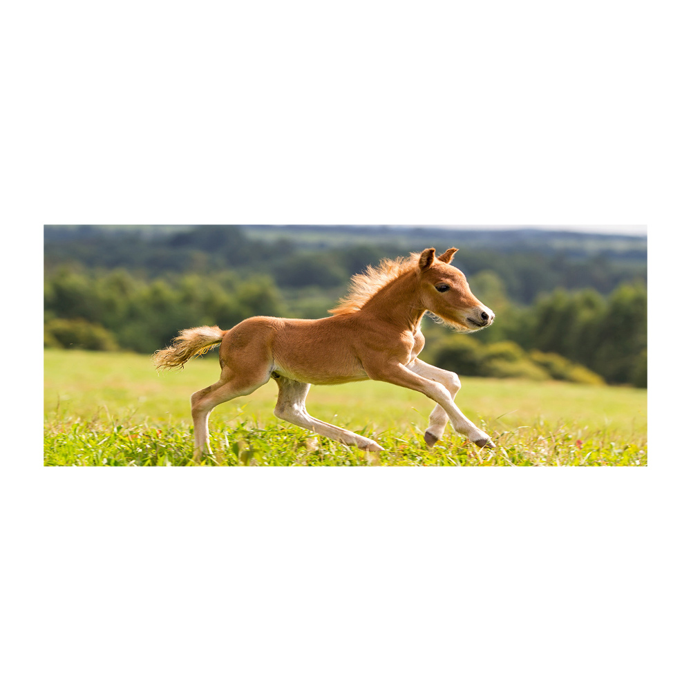 Acrylic print Foal at a gallop