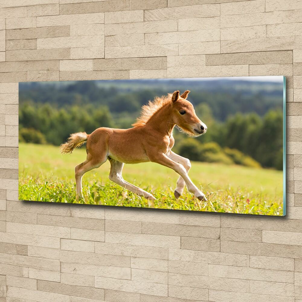 Acrylic print Foal at a gallop