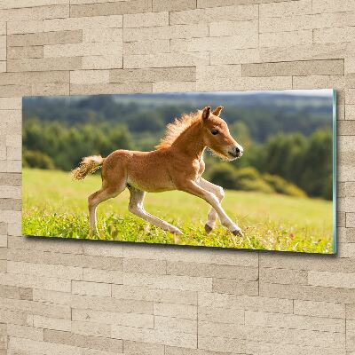 Acrylic print Foal at a gallop