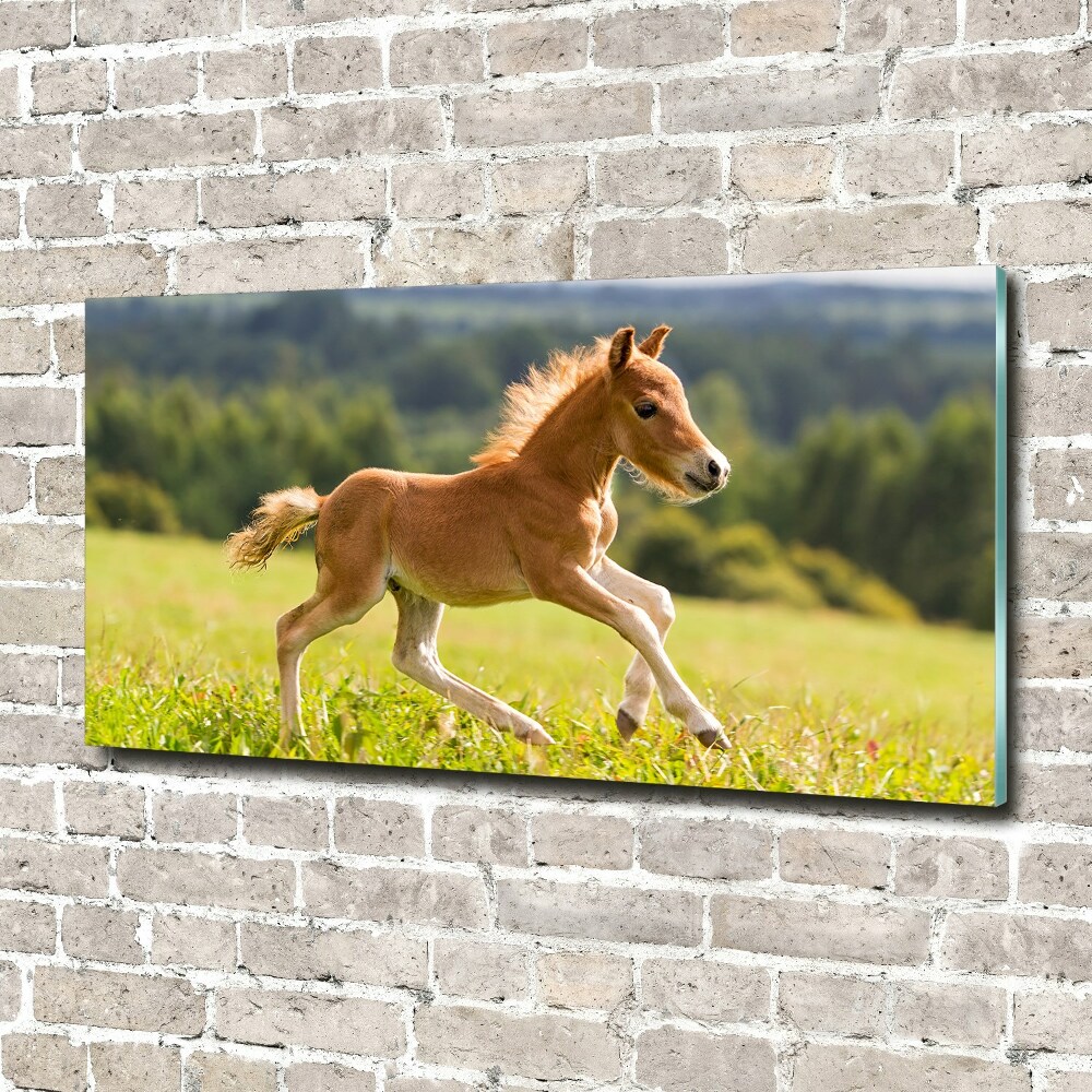 Acrylic print Foal at a gallop