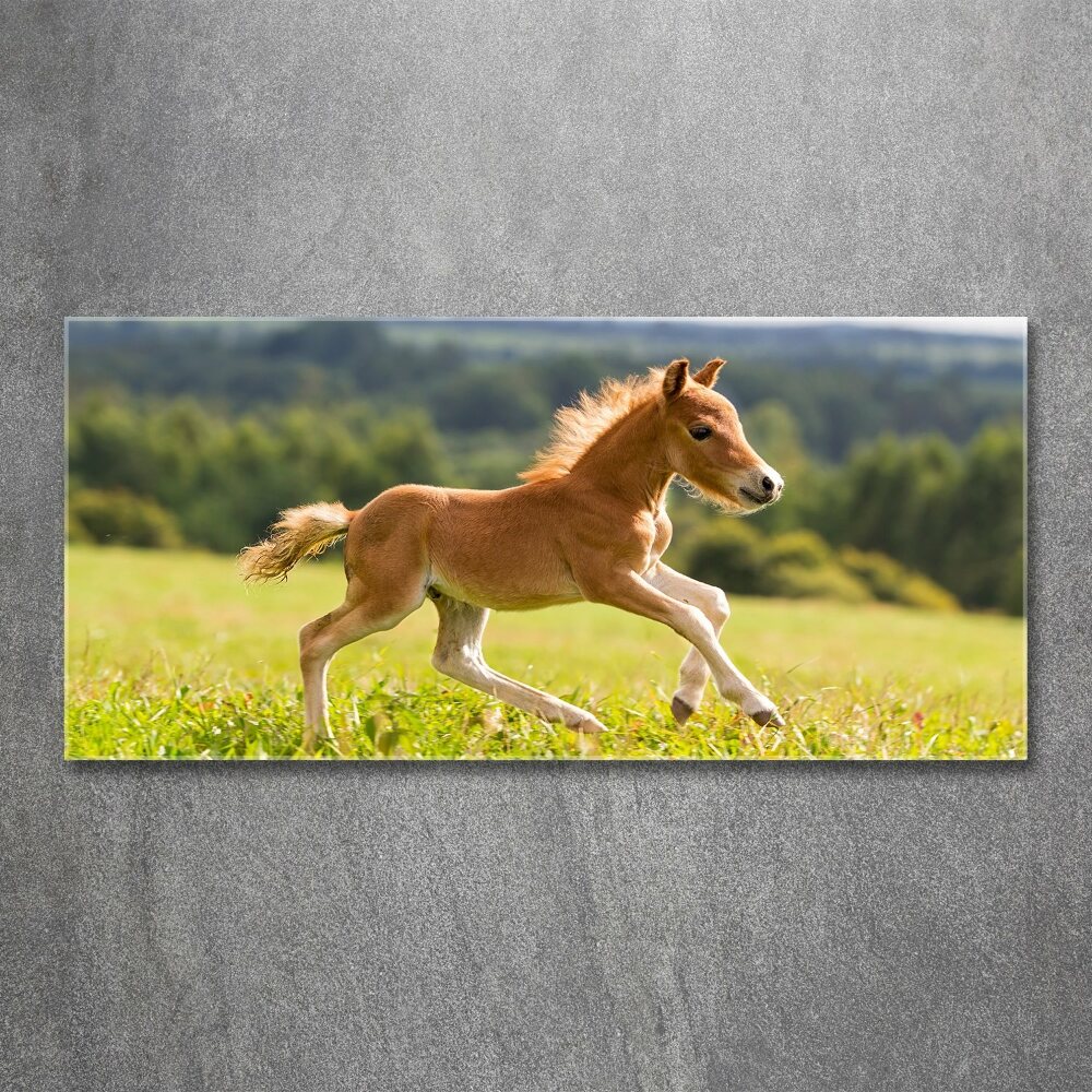 Acrylic print Foal at a gallop